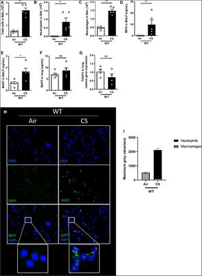 B-Cell Activating Factor Secreted by Neutrophils Is a Critical Player in Lung Inflammation to Cigarette Smoke Exposure